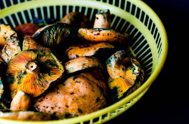 Kanlı süt kap (Lactarius sanguifluus) mantar, Güney Avrupa, orman ürünleri ünlü mantar