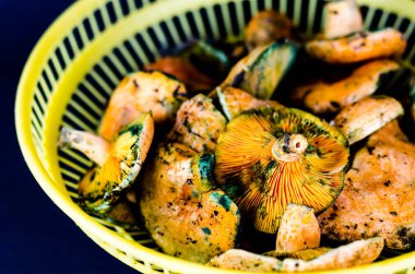 Kanlı süt kap (Lactarius sanguifluus) mantar, Güney Avrupa, orman ürünleri ünlü mantar