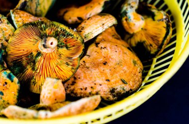 Kanlı süt kap (Lactarius sanguifluus) mantar, Güney Avrupa, orman ürünleri ünlü mantar