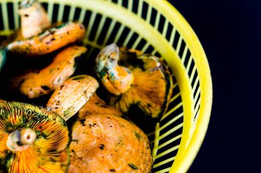 Kanlı süt kap (Lactarius sanguifluus) mantar, Güney Avrupa, orman ürünleri ünlü mantar