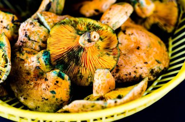 Kanlı süt kap (Lactarius sanguifluus) mantar, Güney Avrupa, orman ürünleri ünlü mantar