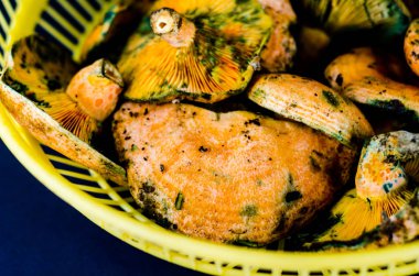 Kanlı süt kap (Lactarius sanguifluus) mantar, Güney Avrupa, orman ürünleri ünlü mantar