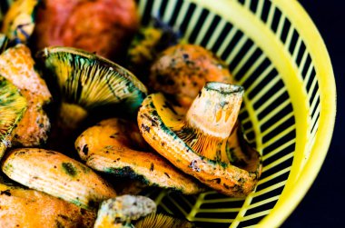 Kanlı süt kap (Lactarius sanguifluus) mantar, Güney Avrupa, orman ürünleri ünlü mantar