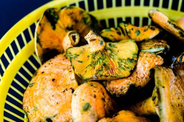 Kanlı süt kap (Lactarius sanguifluus) mantar, Güney Avrupa, orman ürünleri ünlü mantar