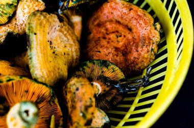 Kanlı süt kap (Lactarius sanguifluus) mantar, Güney Avrupa, orman ürünleri ünlü mantar