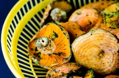 Kanlı süt kap (Lactarius sanguifluus) mantar, Güney Avrupa, orman ürünleri ünlü mantar