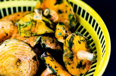 Kanlı süt kap (Lactarius sanguifluus) mantar, Güney Avrupa, orman ürünleri ünlü mantar