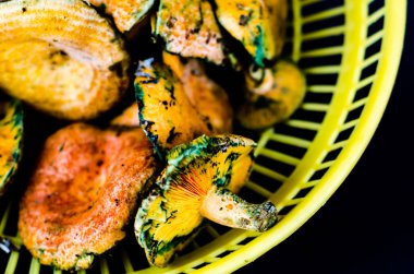 Kanlı süt kap (Lactarius sanguifluus) mantar, Güney Avrupa, orman ürünleri ünlü mantar