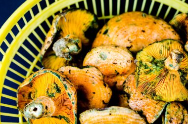 Kanlı süt kap (Lactarius sanguifluus) mantar, Güney Avrupa, orman ürünleri ünlü mantar