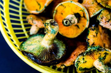 Kanlı süt kap (Lactarius sanguifluus) mantar, Güney Avrupa, orman ürünleri ünlü mantar