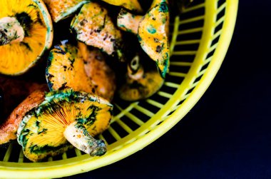 Kanlı süt kap (Lactarius sanguifluus) mantar, Güney Avrupa, orman ürünleri ünlü mantar