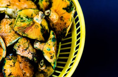 Kanlı süt kap (Lactarius sanguifluus) mantar, Güney Avrupa, orman ürünleri ünlü mantar