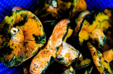 Kanlı süt kap (Lactarius sanguifluus) mantar, Güney Avrupa, orman ürünleri ünlü mantar