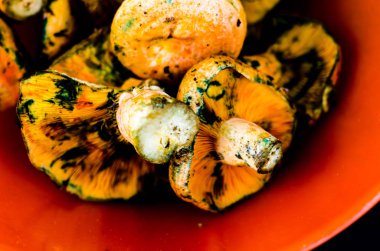 Kanlı süt kap (Lactarius sanguifluus) mantar, Güney Avrupa, orman ürünleri ünlü mantar