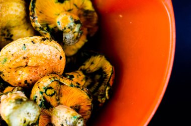 Kanlı süt kap (Lactarius sanguifluus) mantar, Güney Avrupa, orman ürünleri ünlü mantar