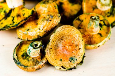 Kanlı süt kap (Lactarius sanguifluus) mantar, Güney Avrupa, orman ürünleri ünlü mantar