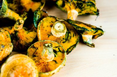 Kanlı süt kap (Lactarius sanguifluus) mantar, Güney Avrupa, orman ürünleri ünlü mantar