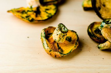 Kanlı süt kap (Lactarius sanguifluus) mantar, Güney Avrupa, orman ürünleri ünlü mantar