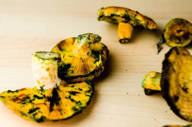 Kanlı süt kap (Lactarius sanguifluus) mantar, Güney Avrupa, orman ürünleri ünlü mantar