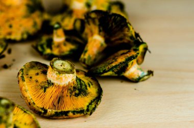 Kanlı süt kap (Lactarius sanguifluus) mantar, Güney Avrupa, orman ürünleri ünlü mantar