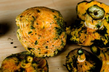 Kanlı süt kap (Lactarius sanguifluus) mantar, Güney Avrupa, orman ürünleri ünlü mantar