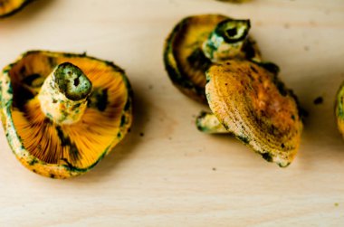 Kanlı süt kap (Lactarius sanguifluus) mantar, Güney Avrupa, orman ürünleri ünlü mantar