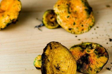 Kanlı süt kap (Lactarius sanguifluus) mantar, Güney Avrupa, orman ürünleri ünlü mantar