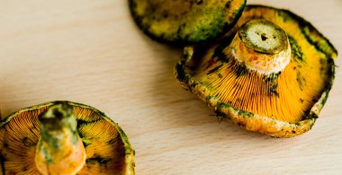 Kanlı süt kap (Lactarius sanguifluus) mantar, Güney Avrupa, orman ürünleri ünlü mantar