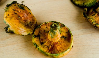 Kanlı süt kap (Lactarius sanguifluus) mantar, Güney Avrupa, orman ürünleri ünlü mantar