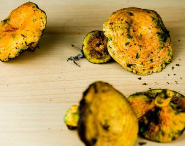 Kanlı süt kap (Lactarius sanguifluus) mantar, Güney Avrupa, orman ürünleri ünlü mantar