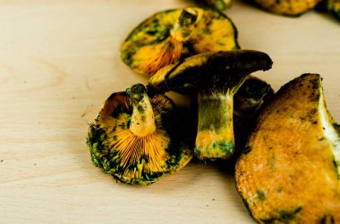 Kanlı süt kap (Lactarius sanguifluus) mantar, Güney Avrupa, orman ürünleri ünlü mantar