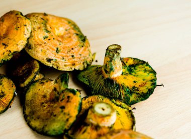 Kanlı süt kap (Lactarius sanguifluus) mantar, Güney Avrupa, orman ürünleri ünlü mantar