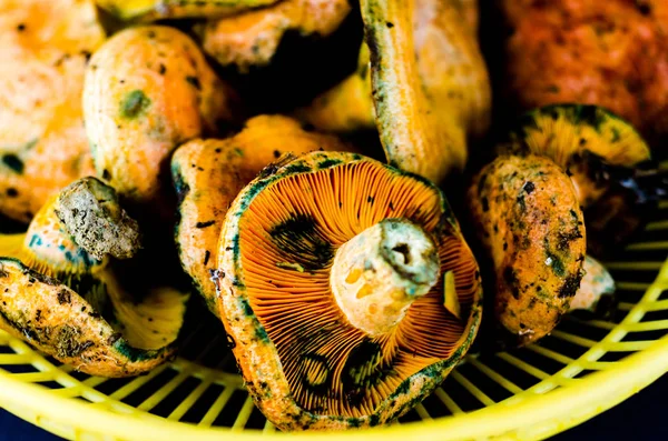 Kanlı süt kap (Lactarius sanguifluus) mantar, Güney Avrupa, orman ürünleri ünlü mantar