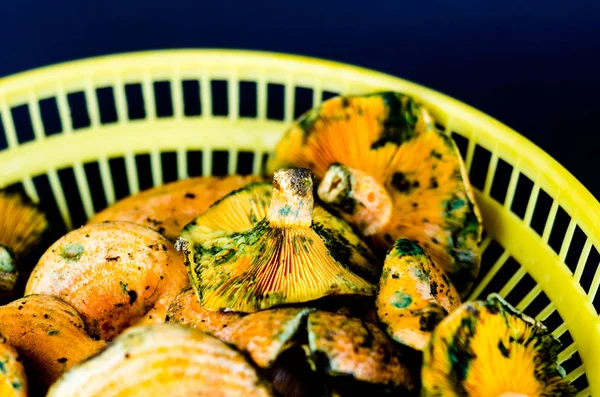 Kanlı süt kap (Lactarius sanguifluus) mantar, Güney Avrupa, orman ürünleri ünlü mantar