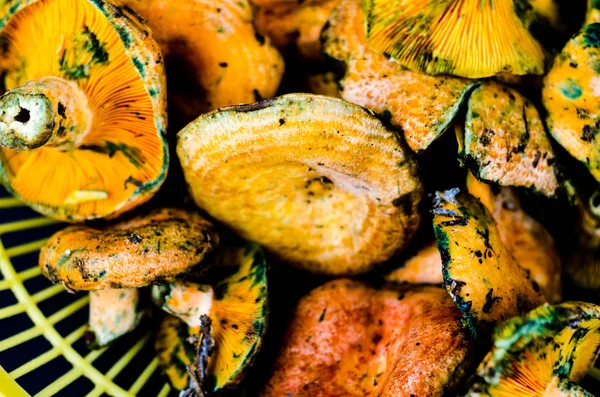 Kanlı süt kap (Lactarius sanguifluus) mantar, Güney Avrupa, orman ürünleri ünlü mantar