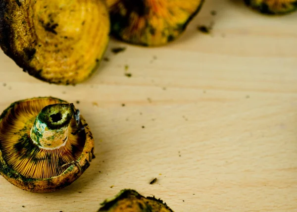 Kanlı süt kap (Lactarius sanguifluus) mantar, Güney Avrupa, orman ürünleri ünlü mantar