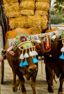 portre bir öküz başı için dekore edilmiş geleneksel dekorasyon, Hayvancılık, tarım