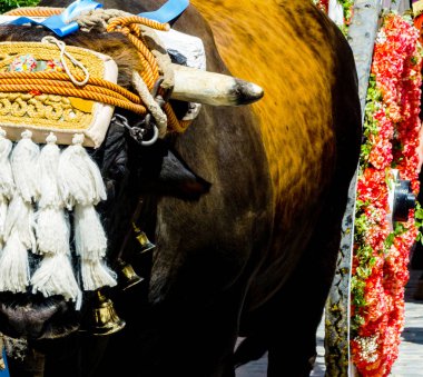 portre bir öküz başı için dekore edilmiş geleneksel dekorasyon, Hayvancılık, tarım