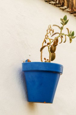 Seramik saksıyı çiçek ile dekorasyon kentsel mekan, dekoratif sokak duvarda asılı