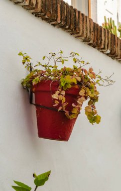 Seramik saksıyı çiçek ile dekorasyon kentsel mekan, dekoratif sokak duvarda asılı