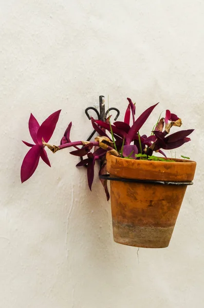 Maceta Cerámica Con Flores Colgadas Pared Decorando Espacio Urbano Calle — Foto de Stock