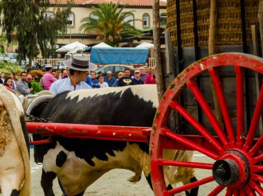 Almayate, İspanya - 21 Nisan 2018 sürücü öküz arabası, carters ile öküz, profesyonel çalışma ile yeteneği sunumunu dayalı geleneksel Endülüs Yarışması olay