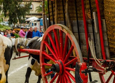 Almayate, İspanya - 21 Nisan 2018 sürücü öküz arabası, carters ile öküz, profesyonel çalışma ile yeteneği sunumunu dayalı geleneksel Endülüs Yarışması olay