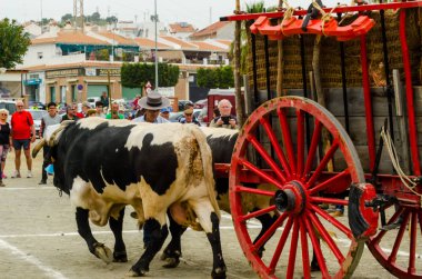 Almayate, İspanya - 21 Nisan 2018 sürücü öküz arabası, carters ile öküz, profesyonel çalışma ile yeteneği sunumunu dayalı geleneksel Endülüs Yarışması olay