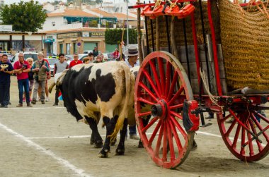 Almayate, İspanya - 21 Nisan 2018 sürücü öküz arabası, carters ile öküz, profesyonel çalışma ile yeteneği sunumunu dayalı geleneksel Endülüs Yarışması olay