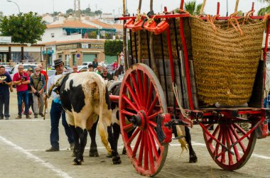 Almayate, İspanya - 21 Nisan 2018 sürücü öküz arabası, carters ile öküz, profesyonel çalışma ile yeteneği sunumunu dayalı geleneksel Endülüs Yarışması olay