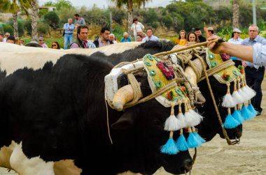 Almayate, İspanya - 21 Nisan 2018 sürücü öküz arabası, carters ile öküz, profesyonel çalışma ile yeteneği sunumunu dayalı geleneksel Endülüs Yarışması olay