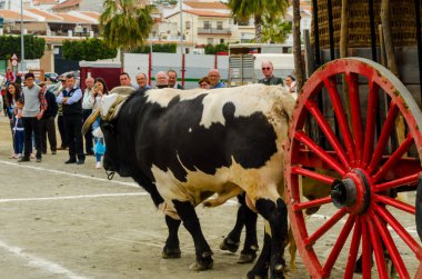 Almayate, İspanya - 21 Nisan 2018 sürücü öküz arabası, carters ile öküz, profesyonel çalışma ile yeteneği sunumunu dayalı geleneksel Endülüs Yarışması olay