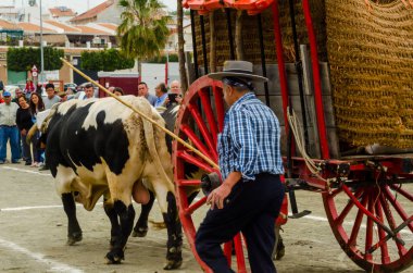 Almayate, İspanya - 21 Nisan 2018 sürücü öküz arabası, carters ile öküz, profesyonel çalışma ile yeteneği sunumunu dayalı geleneksel Endülüs Yarışması olay