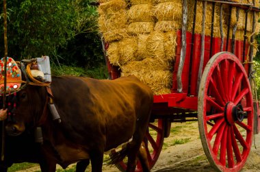 Almayate, İspanya - 21 Nisan 2018 sürücü öküz arabası, carters ile öküz, profesyonel çalışma ile yeteneği sunumunu dayalı geleneksel Endülüs Yarışması olay